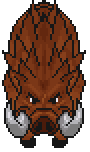 Stout Wild Boar