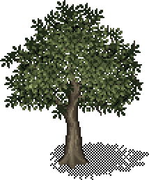 Ash Tree